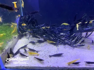  6 New ornamental high quality fishes