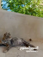  3 قطه شانشيلا أنثى حامل من بلدي مكس على وجه ولاده لون سكني عمر القطه 7 أشهر قطه جميله ومنزليه ومابتوسخ
