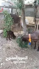  6 عنزه شاميه معها صخله شاميه نخب اول