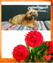  4 بنوته شيتزو shih tzu أصلي بيورررر أهالي مستورده