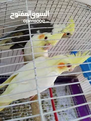  2 مخاليف كوكتيل لون اصفر عين حمرة جامبو