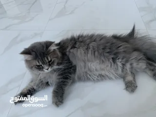  2 قطط للتبني