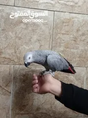  4 طير كاسكو خارق