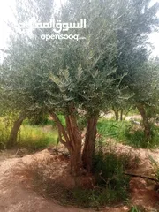  2 اشجار زيتون ونخيل عربي واشنطني