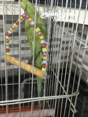  2 ببغاء دره هندي