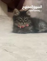  2 قطط للبيع عمر شهرين اثنين سكوتش فولد لون رمادي ،وانثى رمادي وابيض شانشيلا عمرين شهرين لعوبات حنونات