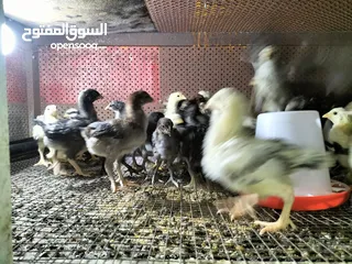  3 صيصان بلدي عمر 20 يوم تي نظافة