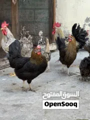  13 دجاج وديوك للبيع