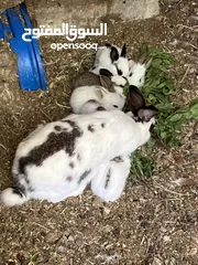  6 فرنسي للبيع أرانب