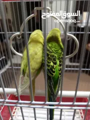  3 جوز بادجي أسترالي مميز للبيع