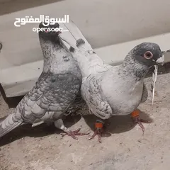  9 حمام للبيع جواج الجوز 10