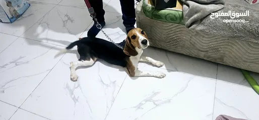  1 FIVE MONTH OLD MALE BEAGLE PUPPY