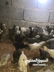  2 كتكيت دجاج عربي