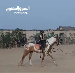  4 حصان فلسطينى(Stallion) للاقتناء و الركوب