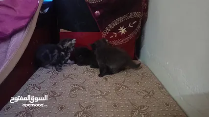  8 كيتن مكس هملايا