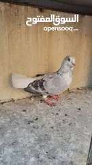  3 5طايرات في جبل التاج