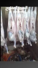  4 لحام متنقل ذبح أضاحي خاروف عجل بلدي جمل غنم بلدي روماني برزيلي كولمبي اسباني خروف بلدي جزار متنقل