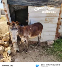  4 حماره عمر 4سنوات عشار للبيع ساغ سلم المفرق