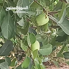  11 مزرعة وفلة للبيع بموقع ممتاز