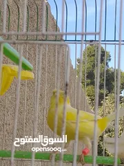  2 كنار فحرل ماشاء لله