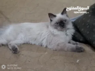  4 قطة هملايا انثى لتزاوج عمرها سنة