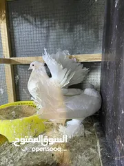  5 حمام للبيع