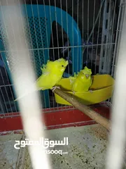  21 جوز حب هوجو رومو لاتينو  وردات فل شغال للبيع او للبدل علا جوز كنار .. اقرأ الوصف .. للبيع بدون قفص