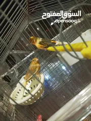  4 جوزين كنار للبيع  ما شاء الله عليهم شغالات بصلاة على النبي