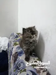  1 قطط هملايا بيرشن