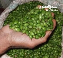  1 اشتال نبات الهيل من النوادر في الأردن الكميه محدوده