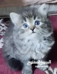  1 قطط صغيره للبيع