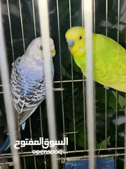  5 طائران من طيور الحب ( البادجي ) عرض جديد
