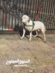 2 انثاي بتبول