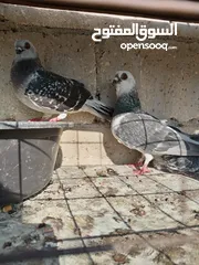  7 جواز الكوم عل 13 اجوز القطع كل اشي بسعرو