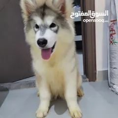  4 مالموت 7 شهور