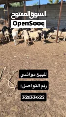  3 للبيع مجموعة حيوانات ومواشي