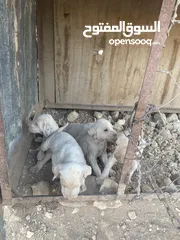  2 كلبة صيد مع اربع جراوه للبيع