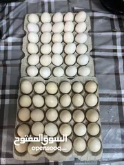  1 بيض محلي مخصب