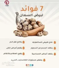  5 بيض سمان طازج للتفقيس و للمائده