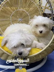  2 جراء زينة عبارة عن ألعاب من متجر Dogetoys