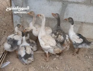  7 وز سوبر جامبو وجاج كوشن ومصوف