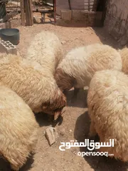  7 خمس خواريف اضاحي للبيع