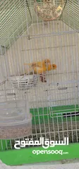  8 عصافير كنار