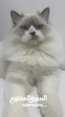  1 Himalayan cat pure