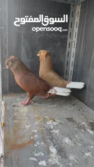  11 جواز حمام للبيع