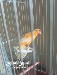  25 جوز كنار ومخلفين حمر