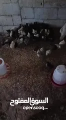  2 صياصان دجاج بلدي عمر شهر  للبيع