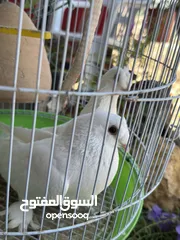  4 جوز حمام مكاوي ابيض عراقي نظيف
