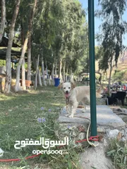  3 انثى لعوبه ونضيفه  عمرها سنه ونص للتواصل ع الواتس
