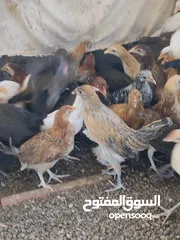  6 دجاج عماني للبيع